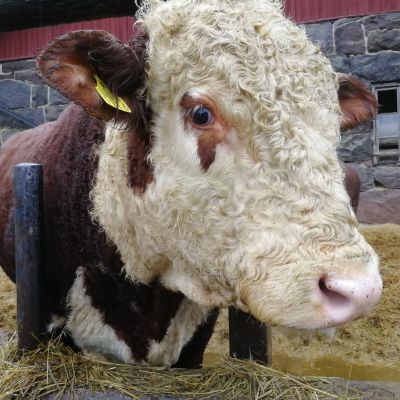 Riilahden kartanon hereford-rotuiset siitossonnit painavat noin tuhat kiloa.