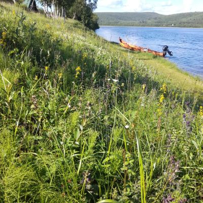 Rantaniitty Ylä-Tenolla Utsjoen kunnassa