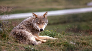 En varg ligger på en gräsplätt.