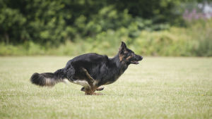 Det är förstås en stor fördel om det inte bara är hunden som rör på sig, utan också husse och/eller matte. Schäfer springer på gräsmatta.