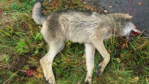 En av de sju vargarna i flocken hittades död vid en väg i Tenala i höstas. En död varg ligger vid en vägren.