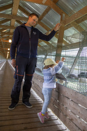 Amelie trivs på farmen och delar gärna ut bitleksaker till rävarna. En man håller upp locket till en rävbur och ett barn tittar in i buren. Vi befinner oss på en rävfarm.