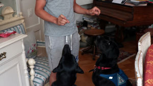 Nalle och Astro stirrar koncentrerat på godbitarna i Alexanders händer. En ung man står och håller upp två hundgodisar. Under händerna sitter två svarta hundar och stirrar på godisbitarna.