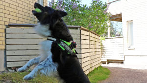 Noppa älskar att leka med tennisbollar. En hund som hoppar upp och fångar en tennisboll i munnen.
