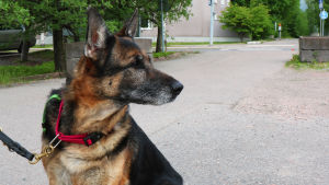 Pensionerade polishunden Flickan var en problemhund innan hon omhändertogs av Ilkka Hormila. En schäfer tik som sitter på en parkeringsplats. Hunden är kopplad och tittar åt sidan.