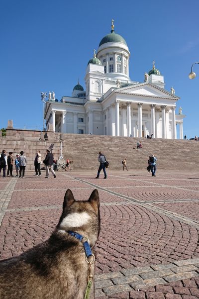 En hund med spetsiga öron ser på domkyrkan i Helsingfors, många människor går omkring.