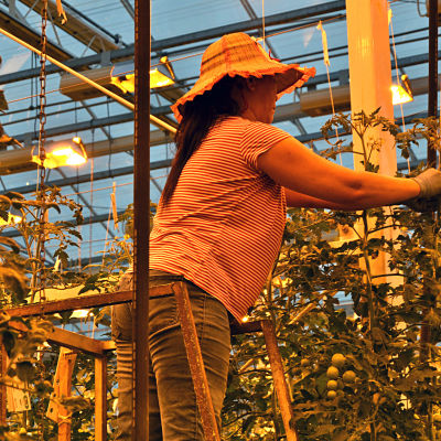 Kvinna jobbar med topparna av tomatplantor