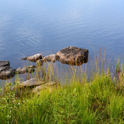 Helt åt skogen i Tykö
