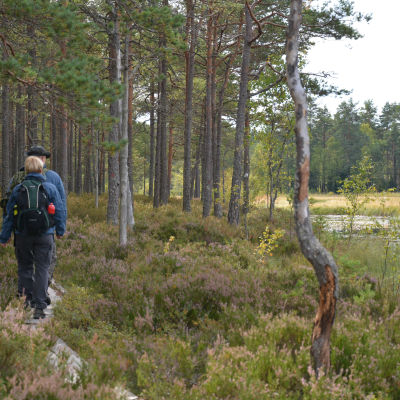 Helt åt skogen i Tykö