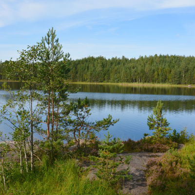 Helt åt skogen i Tykö