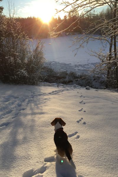 En hund ser mot ett vattendrag. Hunden står i snö.
