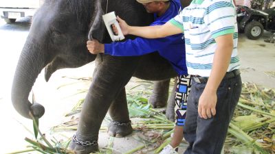 Konfiskerad elefant i Thailand