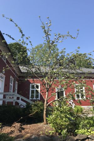 Strömsös äppelträd efter första årets restaurering. Nästa år kan man fortsätta. Äppelträd på innergård