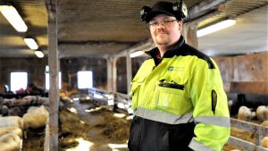 Fredric Bränn är fårfarmare på deltid Fredric Bränn inne i fårhuset på Brännåkers fårfarm