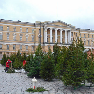 Julgransförsäljning utanför Helsingfors universitet.