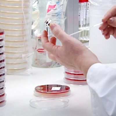 Viljelymaljoja laboratoriossa.