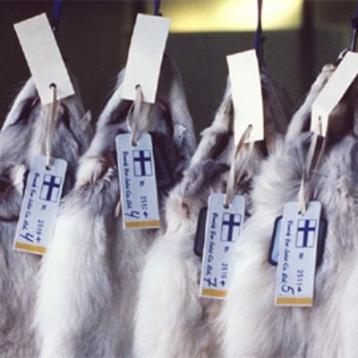 Siniketunnahkoja roikkumassa telineessä huutokauppaa varten.