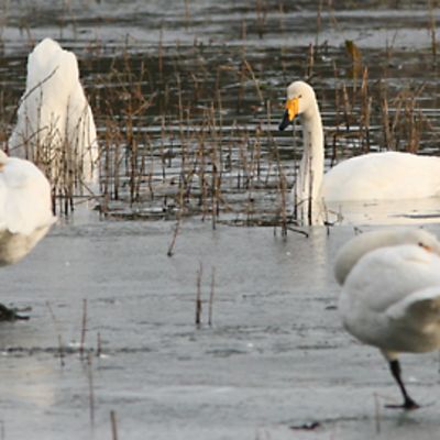 Joutsenet jäällä