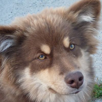 Usva on parkin värinen Suomen lapinkoira.
