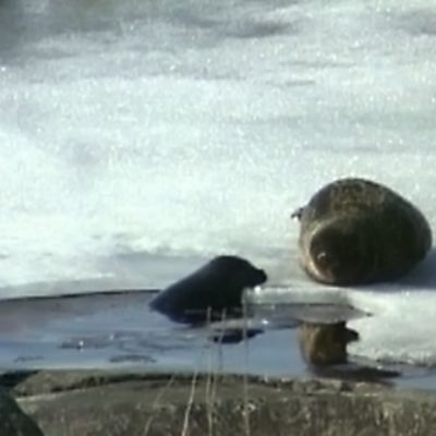 Norppaemo köllöttelee jäällä kuutin uiskennellessa sulavedessä