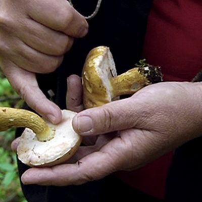 Nainen tutkii sieniä metsässä.