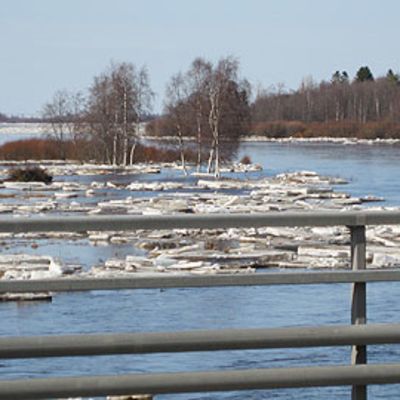 Kevättulvaa Kalajoella.
