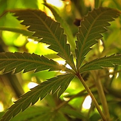 Kannabis-kasvi.