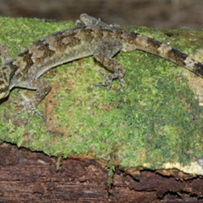 Gekko