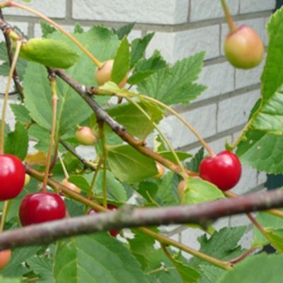 Kirsikkapuu.