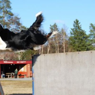 Koirakoulutusta