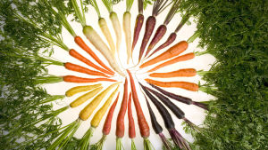 ARSin tutkijat ovat tarkoituksella jalostaneet porkkanoita joiden pigmentointi vastaa lähes kaikkia sateenkaaren värejä. Mikä tärkeämpää, niin ne ovat vieläpä hyvin terveellisiä