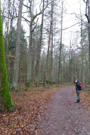 Trädforskaren Ewa Zin i strikta reservatet Trädforskaren Ewa Zin i strikta reservatet