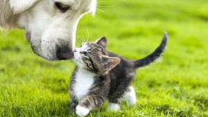 En vuxen hunds nos som böjer sig ner och snusar på en liten kattunge. Djuren är på en sommargrön gräsmatta.