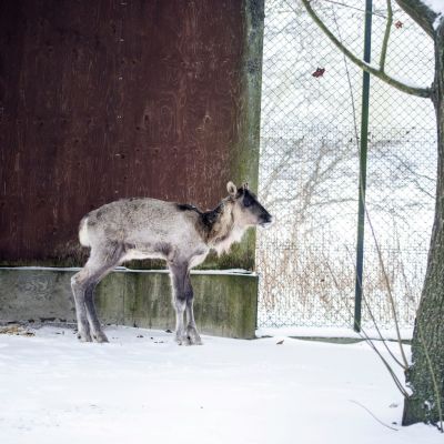 Korkeasaaren Twitterissä 9. tammikuuta 2022 julkistama kuva eilen kiinniotetusta porosta tahi peurasta Korkeasaaren villieläinsairaalassa Helsingissä. 