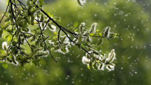 Redan nu, kan allergiker som är känsliga känna av pollen i luften. En bild på en kvist omgiven av pollen.