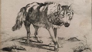 Marcus de Bye: Wolf in Dreiviertelansicht, 1659 (Varg i trefjärdedelsåsikt) Marcus de Bye: Wolf in Dreiviertelansicht, 1659 (Varg i trefjärdedelsåsikt)