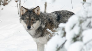 Vargen har den senaste tiden visat sig på olika håll i Östnyland. Varg i snöigt landskap.