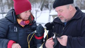 Minna Pyykön maailma. Minna Pyykkö haastattelee koskikaran rengastajaa Jyrki Tolvasta.