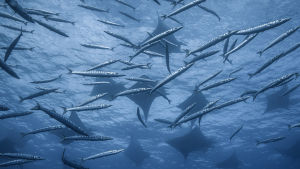 Pahoilaisrauskuja ja barrakudoja. Kolmiosainen luontodokumenttisarja kertoo planeettamme ainutlaatuisesta valtamerestä Atlantista.