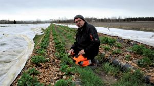 Anders Lång odlar jordgubbar på 50 hektar i Pörtom, Närpes. Anders Lång i arbetskläder i en av företagets jordgubbsodlingar där plantorna delvis är under fibertyg.