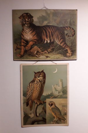 Det exotiska djurlivet möter det inhemska. En tiger och en berguv på gamla skolplanscher.
