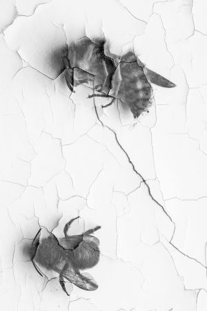 Peter Sjöstrand vann också klassen för pappersbilder med bidraget "Förgänglighet". Döda insekter på en krackelerad vägg. Svartvitt foto.