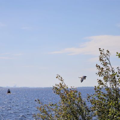 Naurulokki lentää Perämeren rannikolla.