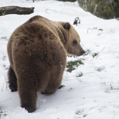 En björn går i en snöig miljö, och tittar bakom sig mot en klippa med en lite öppning. Björnen ser trött ut.