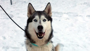 Siperianhusky istuu lumisella pihalla