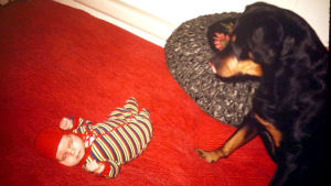 Kaksiviikkoinen Jenni-Juulia Ira-rottweilerin valvovan silmän alla vuonna 1974. Pieni vauva nukkuu kädet nyrkissä parisängyllä, vieressä iso rottweiler katselee vauvaa.