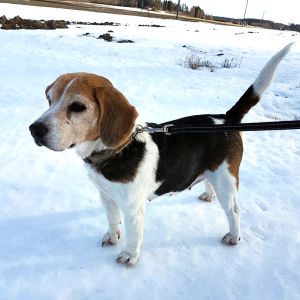Vanha beaglenarttu seisoo lumisessa maisemassa