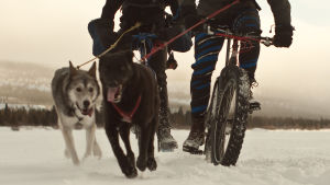 Fatbike är ett fordon man använder för att korsa polarisar och fjäll, inte något man använder på nylagd cykelväg. Fatbike