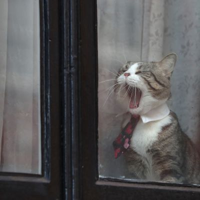Julian Assanges katt i fönstret till Ecuadors ambassad i London. Katten bär ofta slips. 