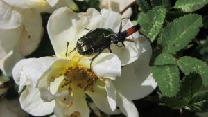 Guldbaggarna ses ofta sittande på blommor och kan hittas i trädgårdar. En guldbagge i blomma. Två insekter på varandra.